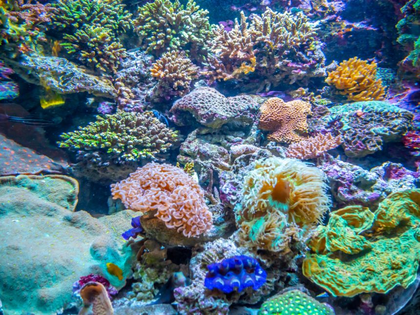 【ソフトバンク・サンシャイン水族館etc×SDGs】「未来とサンゴプロジェクト」が 「1Post 1Plant～サンゴの日フォトコンテスト ...